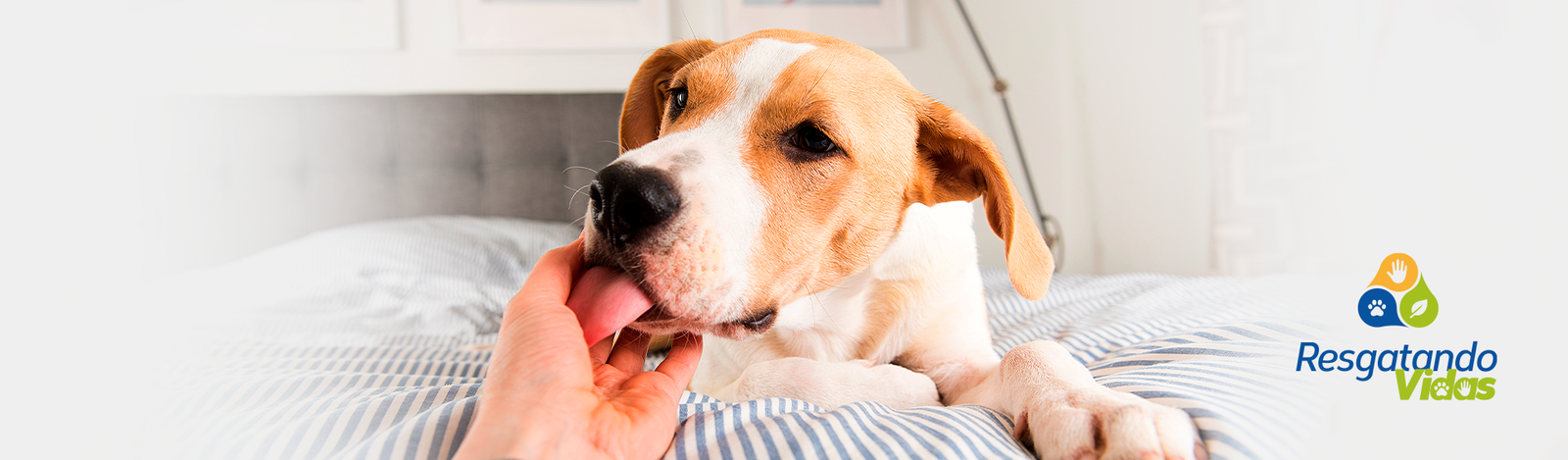10 sinais pelos quais seu cachorro demonstra amor incondicional por você