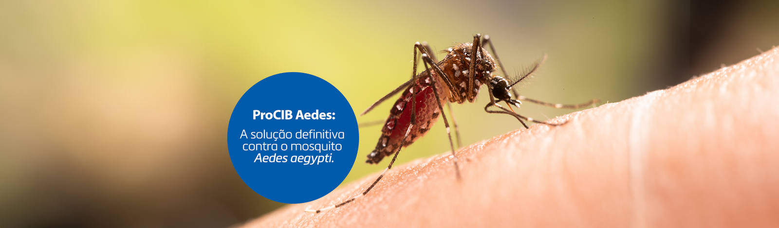 Prevenção Mosquito da Dengue